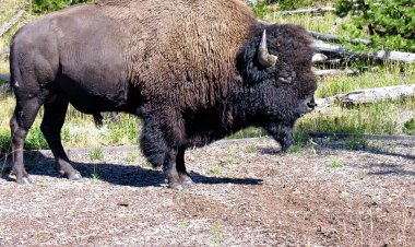 Fauna in Yellowstone during Summer Season clipart