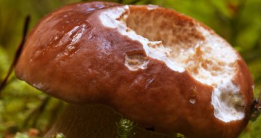 Boletus mantar ormanda dolomites, İtalya