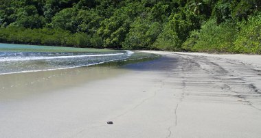 bitki örtüsünün daintree milli park, Avustralya