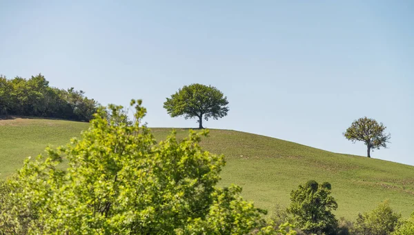 Isolated Trees Beautiful Tuscany Campaign — Stock Photo, Image