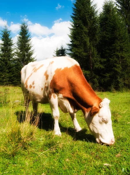 Krowa Łąkach Dolomity Włochy — Zdjęcie stockowe