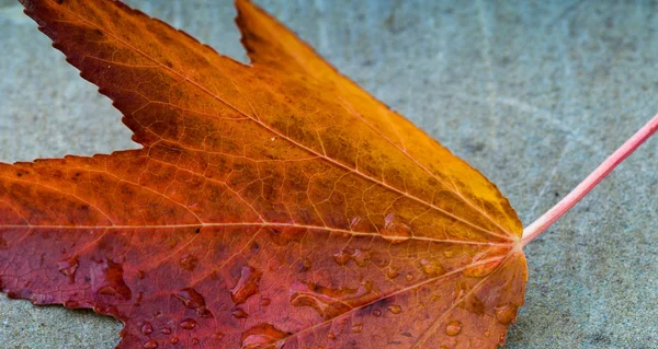 Herfstblad Een Grijze Achtergrond Italië — Stockfoto