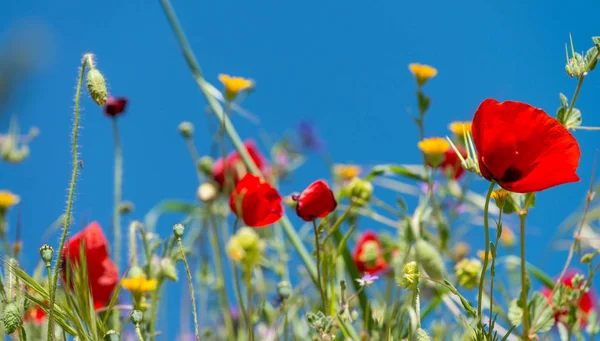 Field Poppies Spring Season — Stock Photo, Image