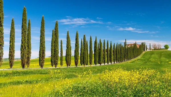 Fila Cipreses Toscana — Foto de Stock