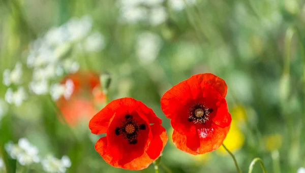 Couple Poppies Meadow Spring Season — Stock Photo, Image