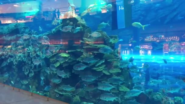 ドバイ アラブ首長国連邦 2015 ドバイモールの水族館 ドバイ モールは最大の市のショッピング モールです — ストック動画