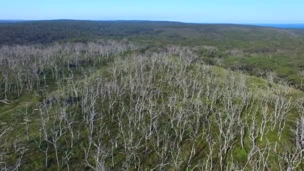 Голые деревья в национальном парке Грейт-Отвей, Виктория - Австралия — стоковое видео