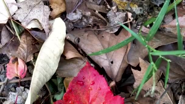 Foliage Leaves Closeup Autumn Video — Stock Video