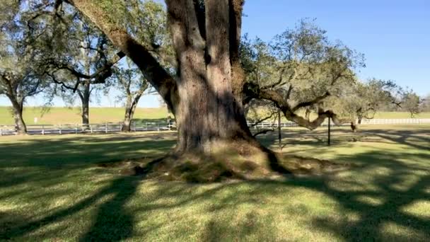 大橡树生长在空地上 阳光明媚的一天 — 图库视频影像