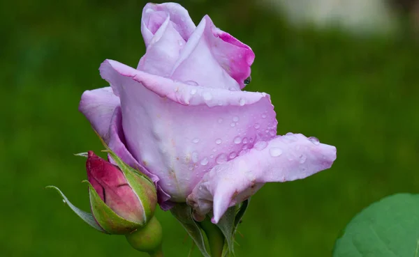 Фіолетовий Роза Крапель Води Італія — стокове фото