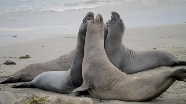 Очаровательные Тюлени Лежащие Песчаном Пляже Видео — стоковое видео