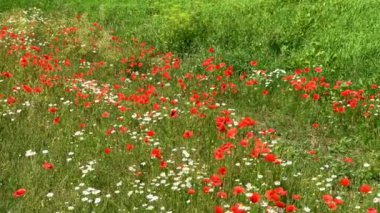 güzel kırmızı çayır çayır üzerinde büyüyen