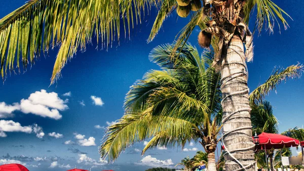 Sedie Sdraio Ombrelloni Una Bellissima Spiaggia Caraibica — Foto Stock