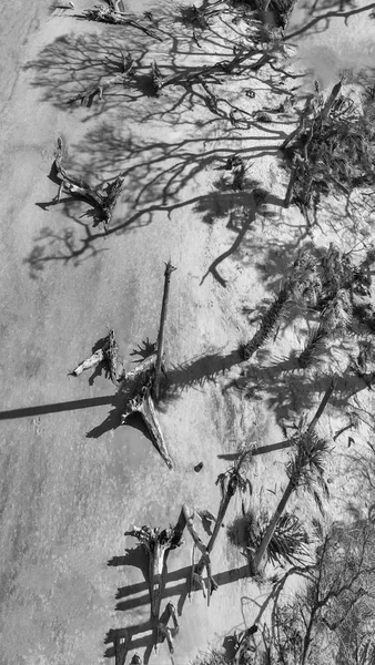 Jekyll Island Dalgaların Karaya Attığı Odun Beach Gürcistan Hava Manzarayı — Stok fotoğraf