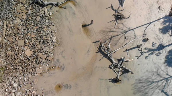 Aerial View Tree Trunks Beautiful Beach — Stock Photo, Image