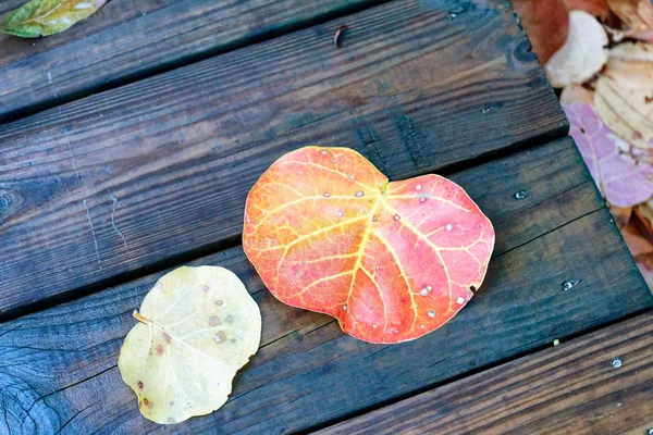 Red leaf on a wet wooden pavement — Stock Photo, Image