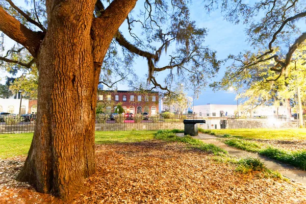 Árbol Gigante Una Plaza Ciudad Por Noche — Foto de Stock