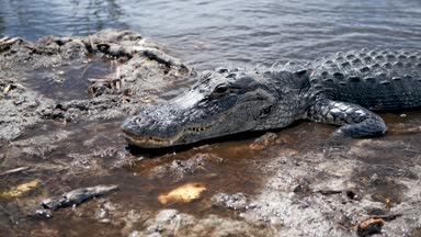 Timsah Everglades Ulusal Parkı