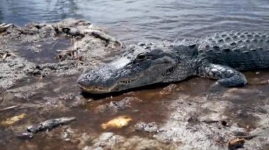Timsah Everglades Milli Parkı'nda, video 