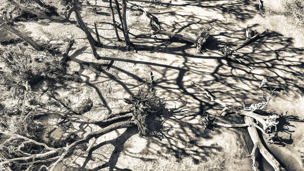 Driftwood Beach Jekyll Island Vista Aérea — Fotografia de Stock