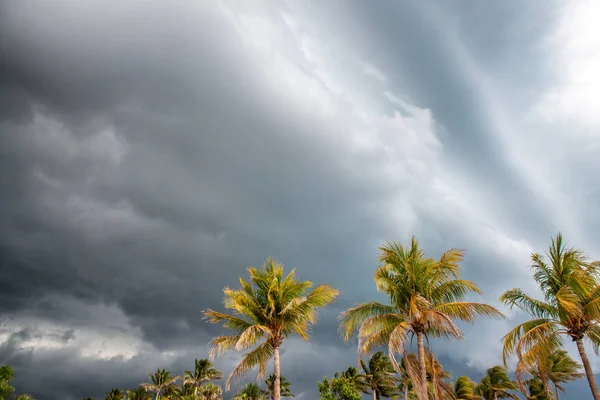 Palms Wind Stormy Sky Weather Danger Concept — Stock Photo, Image