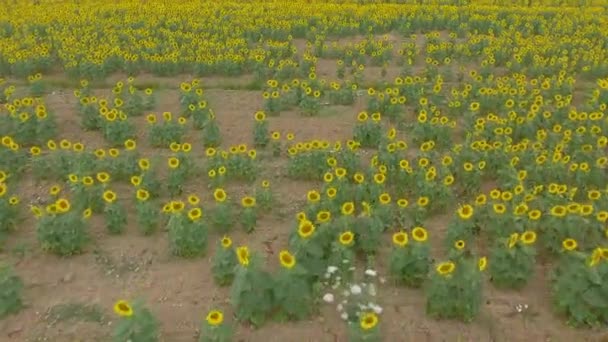 Overhead Aerial View Beautiful Sunflowers Field — Stock Video