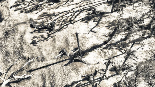 Vista Aérea Driftwood Beach Jekyll Island Geórgia — Fotografia de Stock