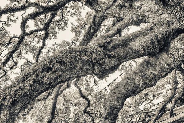 Beau Parc Avec Des Gens Relaxants Sur Les Branches Chêne — Photo