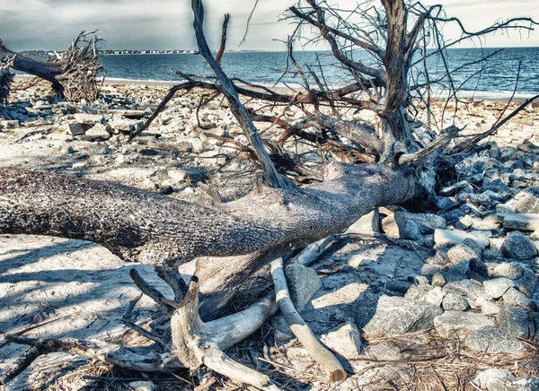 Jekyll Island holé stromy na pláž, Gruzie — Stock fotografie