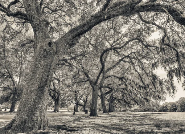 Trees Forsyth Park Savannah Géorgie États Unis — Photo