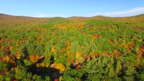 Panoramiczny Widok Lotu Ptaka Kolorowy Las Jesienią — Wideo stockowe
