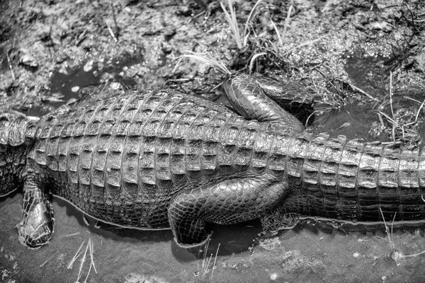 Alligator Aus Der Vogelperspektive Den Everglades — Stockfoto