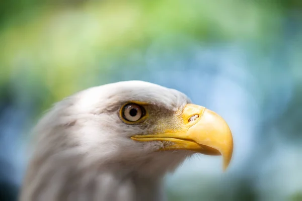 Zijaanzicht Van Adelaar — Stockfoto