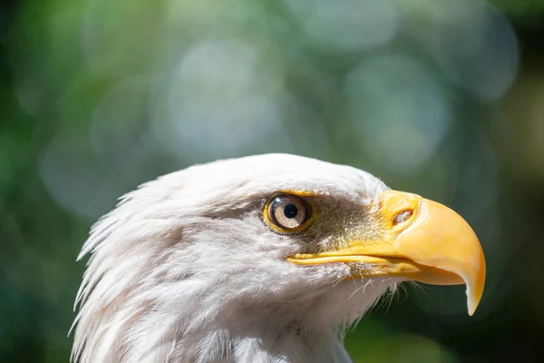 Vue Latérale Aigle — Photo