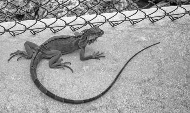 Close up of a large green iguana on a walkway, Florida. clipart