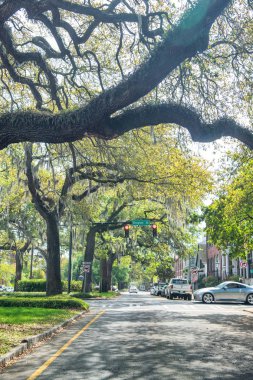 Savannah, Ga - 2 Nisan 2018: Oglethorpe Avenue ağaçlarda. Savannah her yıl 10 milyon turist çeken.