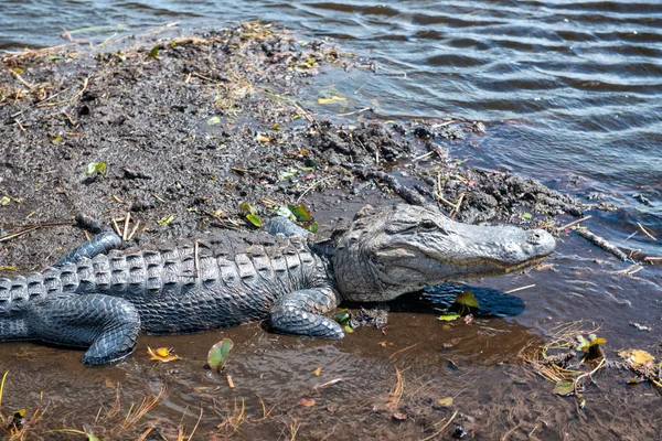 Alligator Everglades National Park Florida Usa — Stock Photo, Image