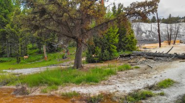 Yellowstone Mamut Kaplıcaları, ağaçların havadan görünüşü