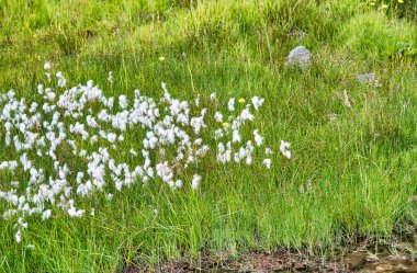 Yaz mevsiminde İzlanda 'nın çiçekleri