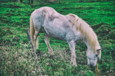 İzlanda 'nın beyaz atı yeşil bir çayırda