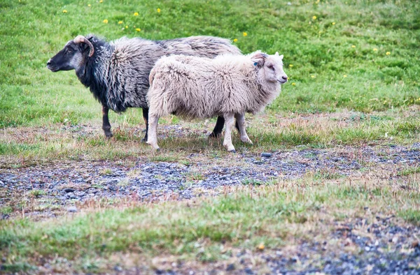 Ovelhas em um belo parque da Islândia — Fotografia de Stock