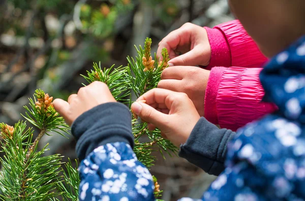 Les enfants ont les mains qui touchent un petit arbre. Environnement, conc. — Photo