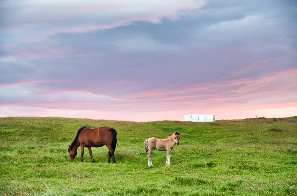 夕暮れ時の馬とアイスランドの美しい風景 — ストック写真