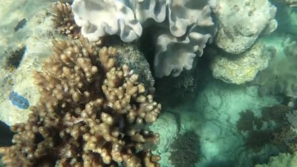 Wasser Und Korallen Der Whitsunday Islands Korallenriff Unter Wasser Australien — Stockvideo