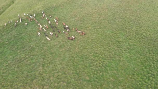 Yeşil Alanda Koşan Vahşi Atların Hava Görüntüleri — Stok video