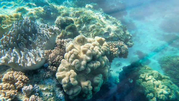 Hermosos corales del mundo submarino, Queensland, Gran Barrera — Foto de Stock