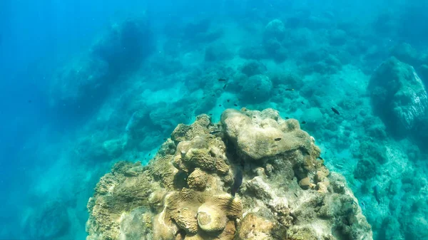 与珊瑚一起探索美丽的水下世界 — 图库照片