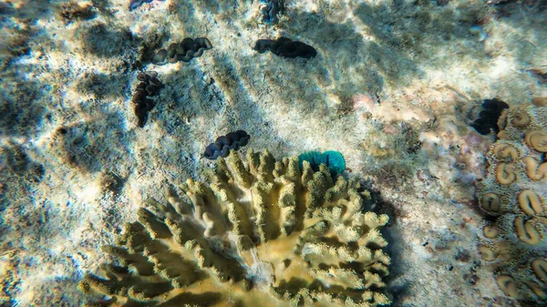 Erstaunliche Farben der Unterwasserwelt — Stockfoto