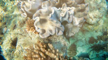 Su altı dünyasının inanılmaz renkleri