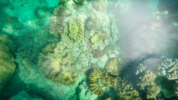 Beaux coraux du monde sous-marin, Queensland, Grande Barrière — Photo